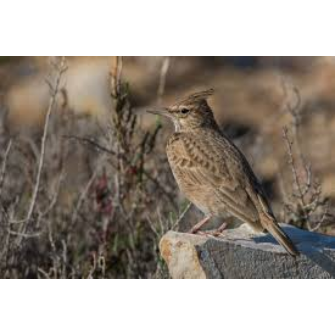 Cochevis huppé - Wikipedia Commons